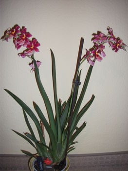Piros orchideám