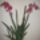 Piros_orchideam_1325323_6145_t