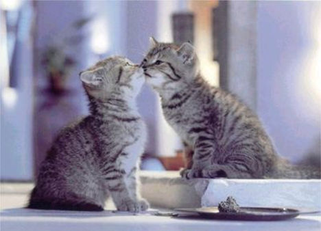 Gyere csókolj meg szaporán, kiscicám.:)