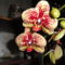 DSC05706;Phalaenopsis Karin Aloha