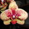 DSC05708; Phalaenopsis Karin Aloha