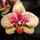 Dsc05708_phalaenopsis_karin_aloha_1327303_8899_t