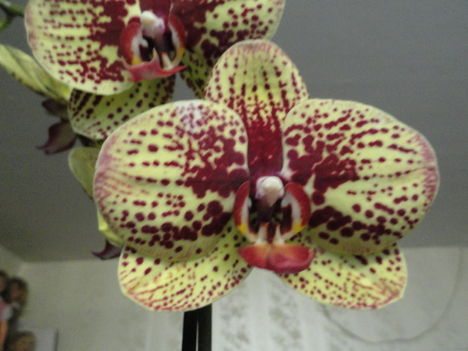 DSC05728; Phalaenopsis Karin Aloha