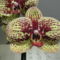 DSC05728; Phalaenopsis Karin Aloha