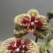DSC05730; Phalaenopsis Karin Aloha
