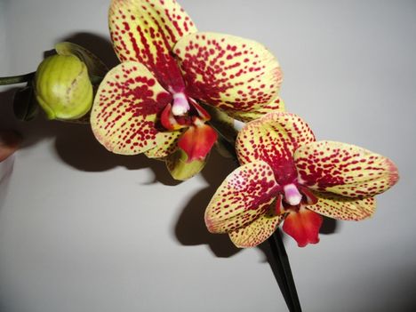 DSC05747; Phalaenopsis Karin Aloha
