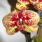 DSC05749; Phalaenopsis Karin Aloha