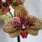 DSC05764; Phalaenopsis Karin Aloha