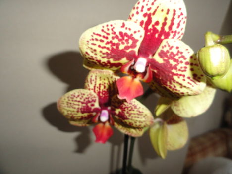 Ph. 23-1; Phalaenopsis Karin Aloha