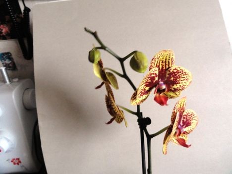 Ph. 23-6; Phalaenopsis Karin Aloha