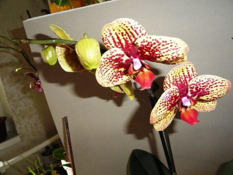 Ph 23-7; Phalaenopsis Karin Aloha