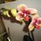 Ph 23-7; Phalaenopsis Karin Aloha