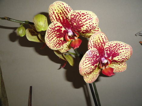 Ph. 23-8 ; Phalaenopsis  Karin Aloha