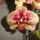 Phalaenopsis-005_1327258_5170_t