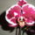 Phalaenopsis_1-001_1327185_6628_t