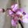 Phalaenopsis_10-001_1327194_1422_t