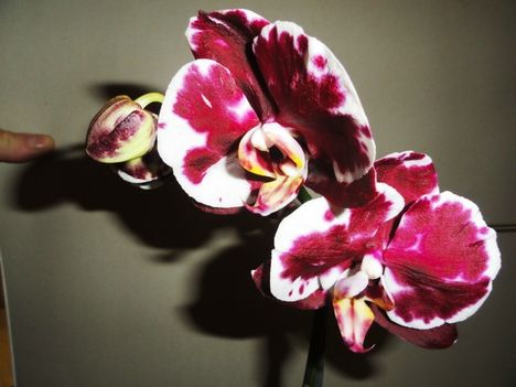 Phalaenopsis 12