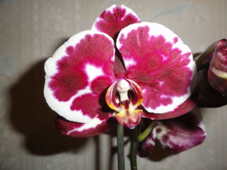Phalaenopsis 14