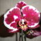 Phalaenopsis 14