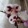 Phalaenopsis_16-001_1327200_4881_t