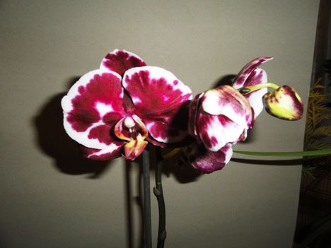 Phalaenopsis 19