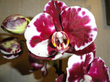 Phalaenopsis 2