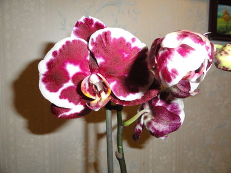 Phalaenopsis 20