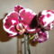 Phalaenopsis 20