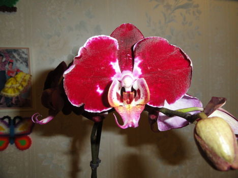 Phalaenopsis 22