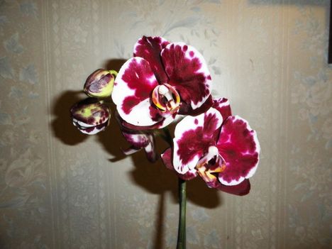 Phalaenopsis 23