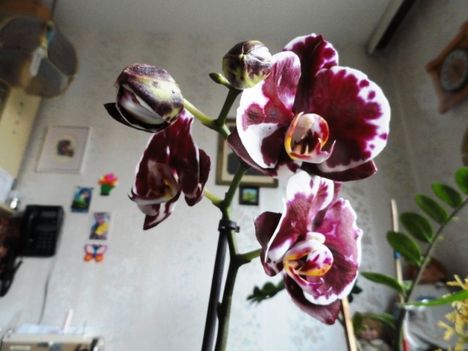 Phalaenopsis 25