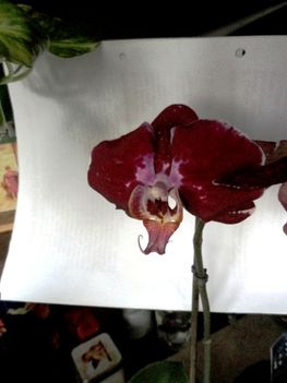 Phalaenopsis 28