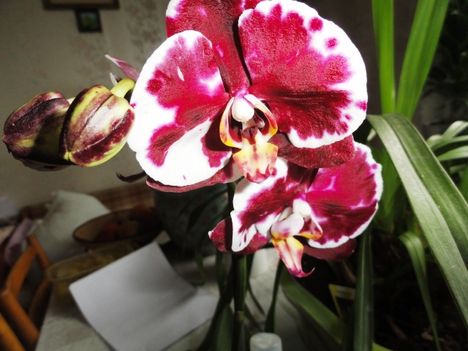 Phalaenopsis 29