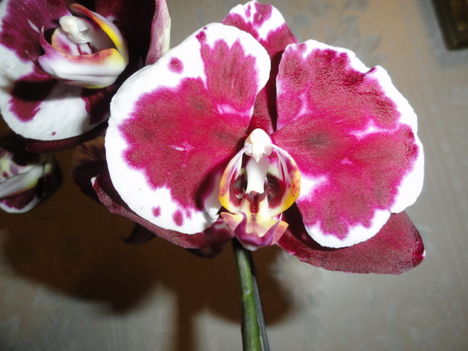 Phalaenopsis 4