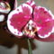 Phalaenopsis 4