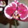 Phalaenopsis_4-001_1327188_1705_t