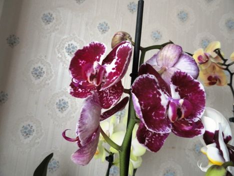 Phalaenopsis 7