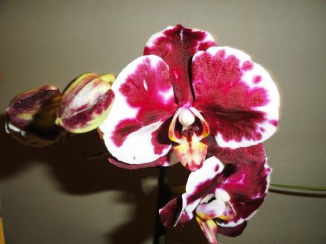 Phalaenopsis 8