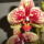 Phalaenopsis_karin_aloha_1327308_7019_t