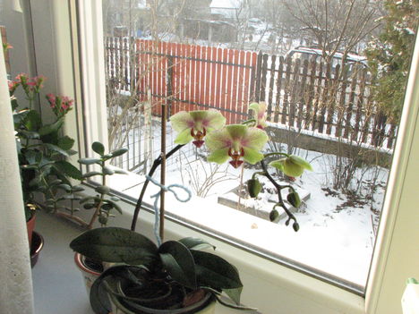 Anyu Phalaenopsis 2011-01-29/1.