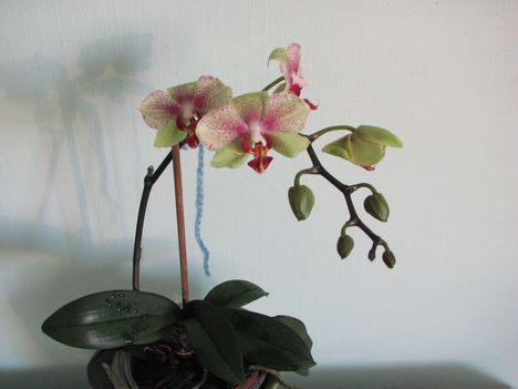 Anyu Phalaenopsis 2011-01-29/2.