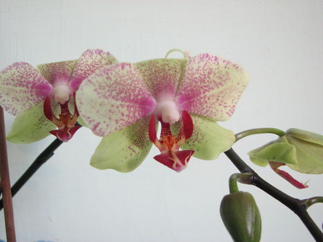 Anyu Phalaenopsis 2011-01-29/3.