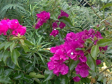 Bougainvillea, - murvafürt kertbe kiültetve