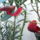Erythrina_cristagalli__tarajos_korallfa-001_1302846_2457_t