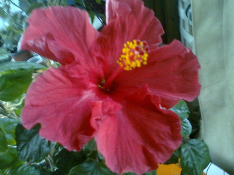 hibiszkusz, bordó,bársonyos nagyvirágu