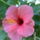 Hibiszkusz_orias_viragu-001_1302831_9092_t