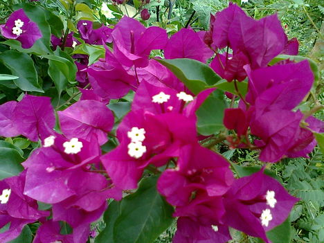 lilás bougainvillea a kertemben