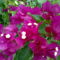 lilás bougainvillea a kertemben