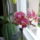 Mini_orchidea_1302766_3645_t
