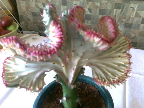 oltott kaktusz, (euphorbia cristata)